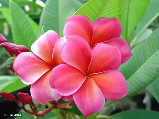 Natural Plumeria Plant-thumb0