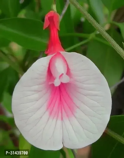 Natural Aparajita/ Butterfly Pea Plant