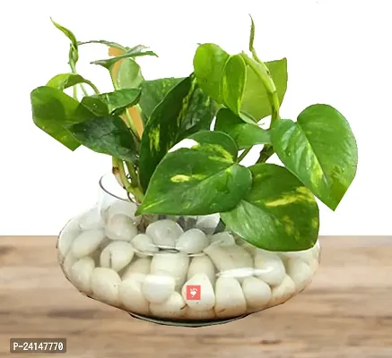 Money Plant