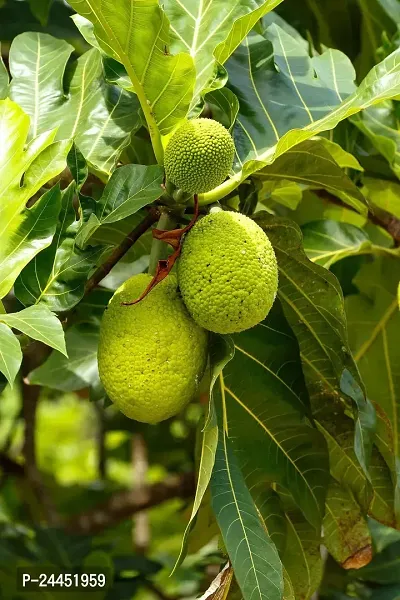 Natural Breadfruit Plant
