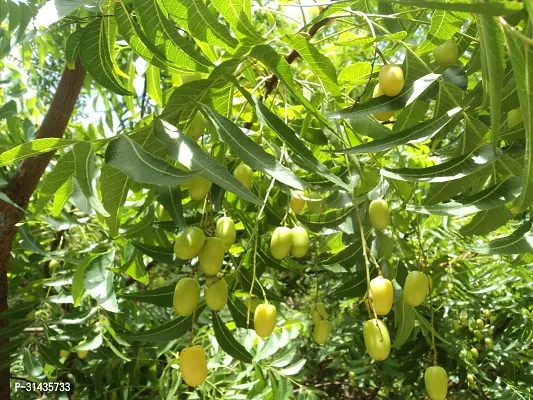 Natural Neem Plant-thumb0