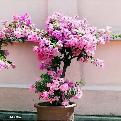 Natural Baugainvillea Plant-thumb0