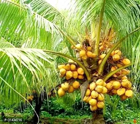 Natural Coconut Plant-thumb0