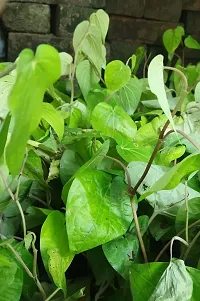 Natural Betal Leaf Plant-thumb1