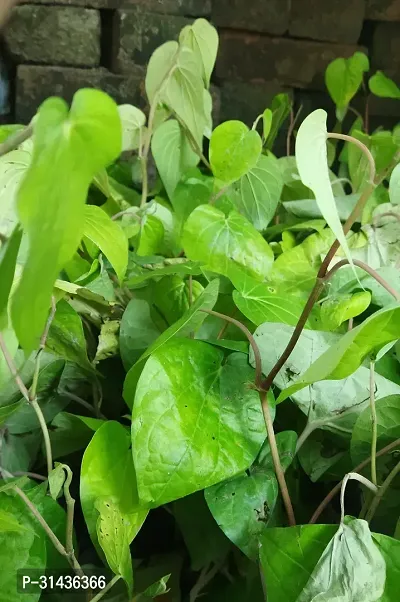 Natural Betal Leaf Plant-thumb2