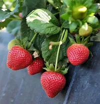 Strawberry Plant-thumb3