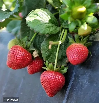 Strawberry Plant-thumb4