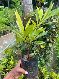 Natural Rudraksha Plant-thumb2