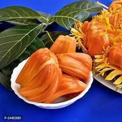 Natural Jackfruit Plant-thumb4