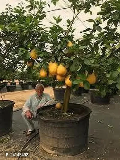 Lemon Plant