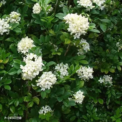 Murraya Paniculata Plant-thumb0