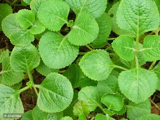 Natural Mexican Mint Plant-thumb0