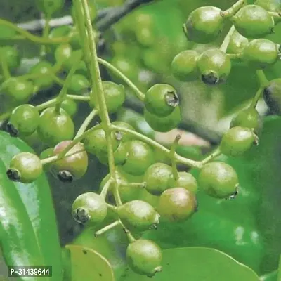 Natural Clove Plant-thumb0