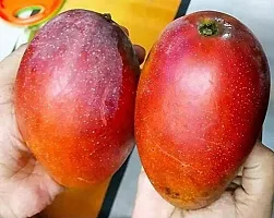 Natural Mango Plant-thumb1