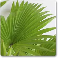 Natural China Palm Plant-thumb1