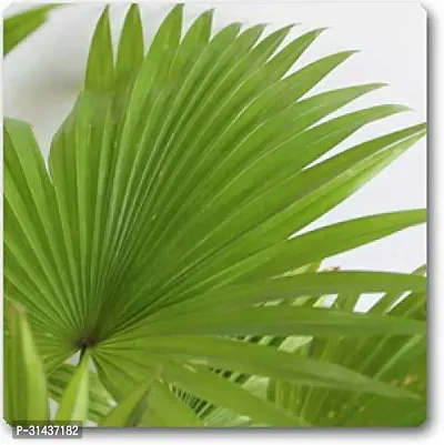 Natural China Palm Plant-thumb2