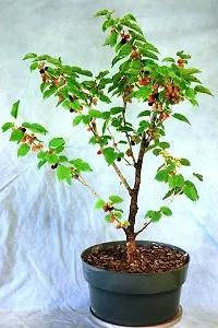 Natural Shahtoot/Mulberry Plant-thumb3