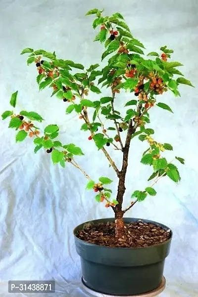 Natural Shahtoot/Mulberry Plant-thumb4