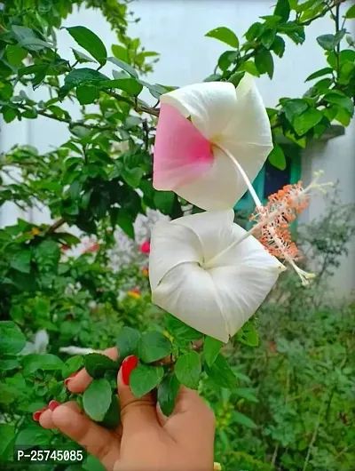 Hibiscus Plant-thumb0