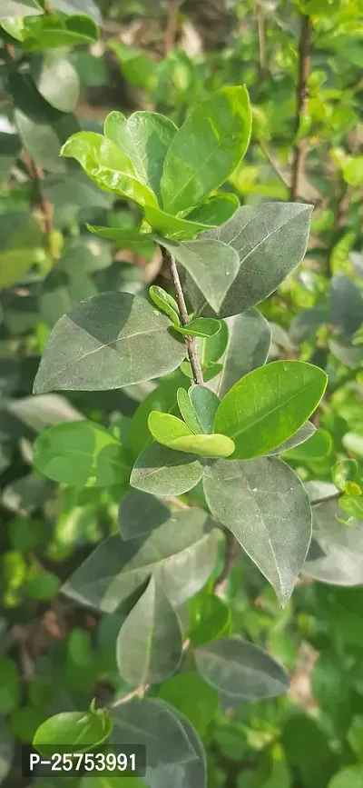 Cherry Fruit Plant-thumb4