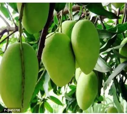 Natural Mango Plant-thumb0