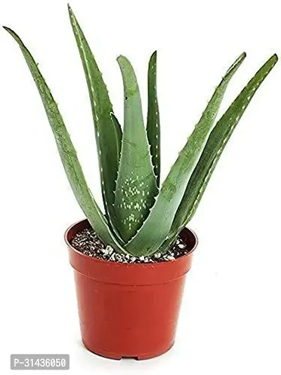 Natural Aloe Vera Plant-thumb0