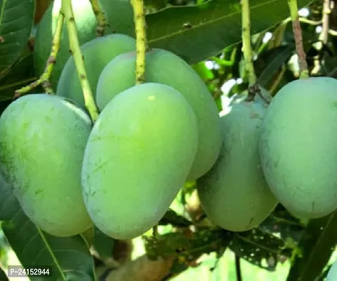 Mango Plant