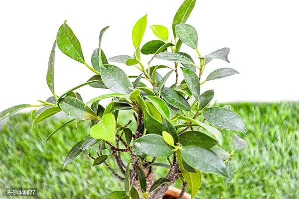 Natural Ficus Plant