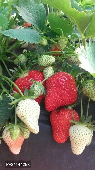 Strawberry Plant