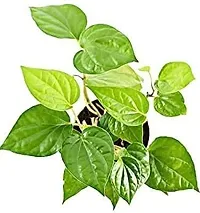 Natural Betel Leaf Plant-thumb1