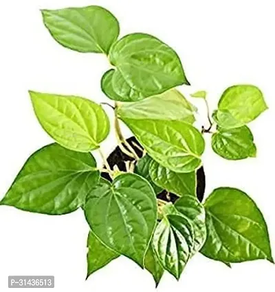 Natural Betel Leaf Plant-thumb2