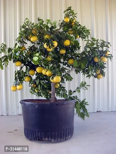 Natural Lemon Plant-thumb0