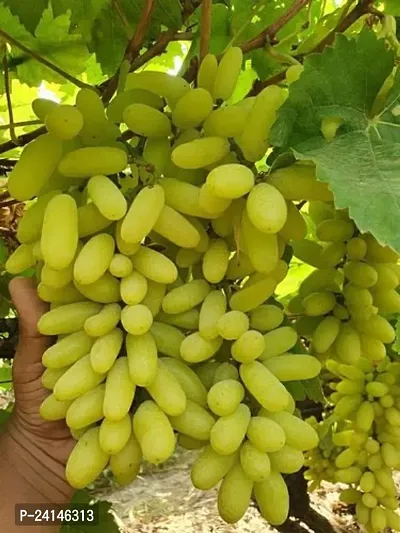 Grapes Plant-thumb0