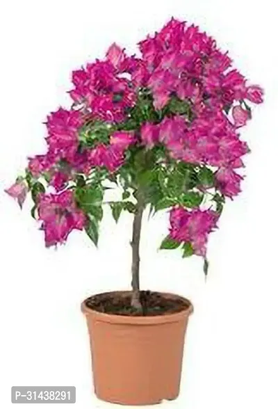 Natural Baugainvillea Plant