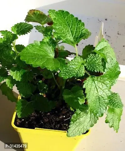 Natural Mint Plant-thumb2