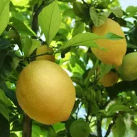 Lemon Plant-thumb1