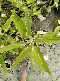 Natural Kalanchoe Plant-thumb3