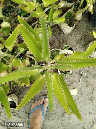 Natural Kalanchoe Plant-thumb4