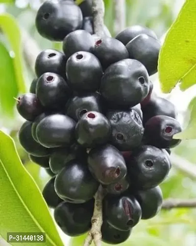 Natural Jamun Plant-thumb0