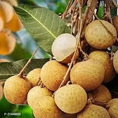 Natural Litchi Plant-thumb2