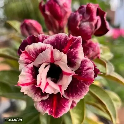 Natural Adenium Plant-thumb0