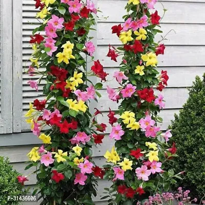 Natural Mandevilla Plant