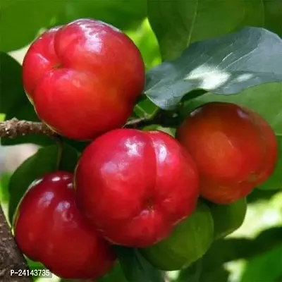 Cherry Fruit Plant-thumb2