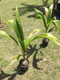 Natural Coconut Plant-thumb2