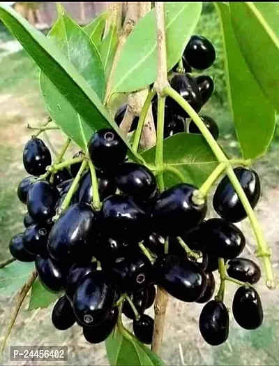 Natural Jamun Plant-thumb0