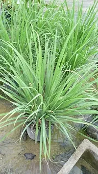 Natural Lemon Grass Plant-thumb1