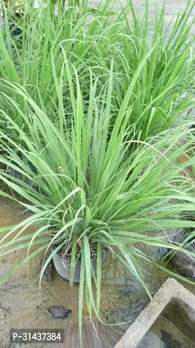 Natural Lemon Grass Plant-thumb2