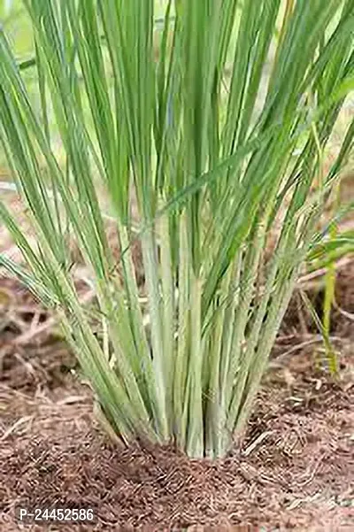 Natural Lemon Grass Plant-thumb3