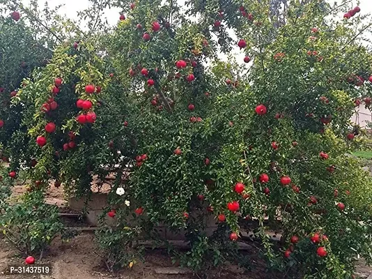 Natural Pomegranate Plant-thumb0