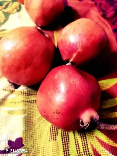 Natural Pomegranate Plant